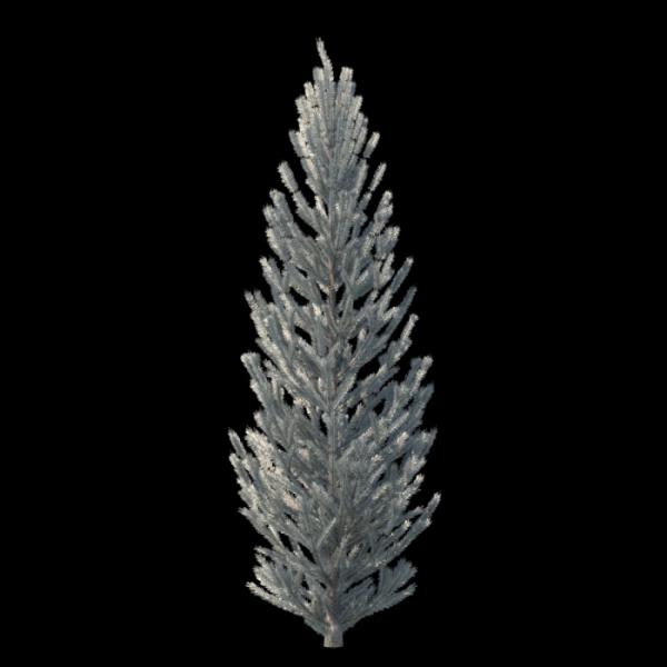 Picea Pungens